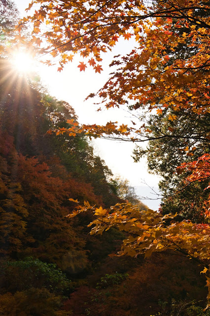 紅葉と光芒