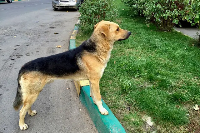 Котельники, микрорайон Белая Дача, пес