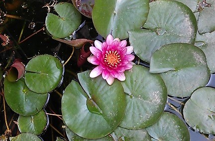 山東省の民家の庭池に咲く睡蓮の花