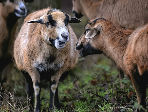 West African Dwarf Sheep