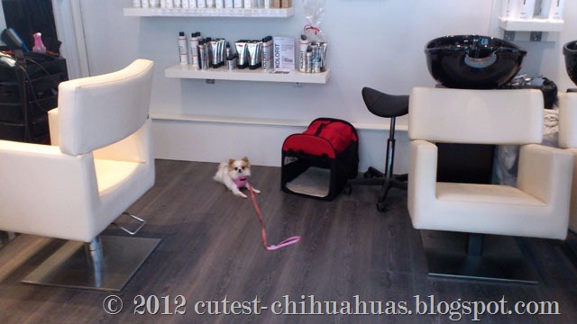 chihuahua-hos-frisoren
