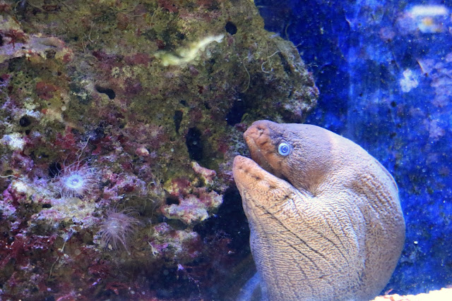 Musee Oceanographique de Monaco