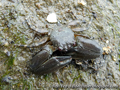 Porcelain Crab (Family Porcellanidae)