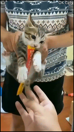 Funny Kitten GIF • OMG! Possessive kitty does not want to share his liquid snack! [ok-cats.com]