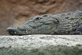 Nil timsahı (Crocodylus niloticus)