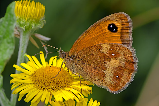 Pyronia tithonus the Gatekeeper butterfly