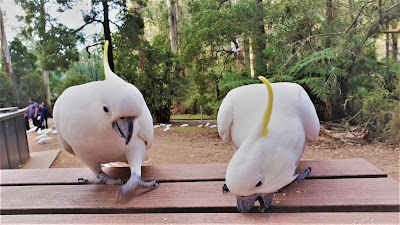 parrot australia