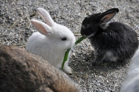 Funny animals of the week - 14 February 2014 (40 pics), two bunnies eat grass