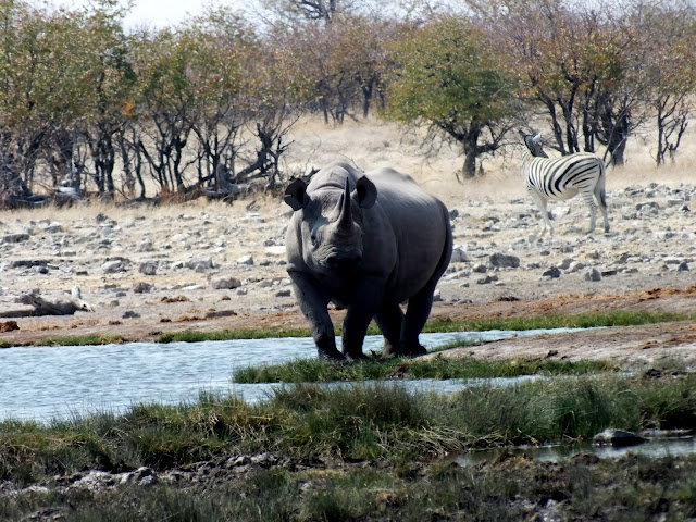 Rinoceronte en Etosha