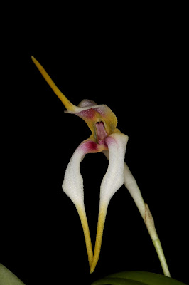 Masdevallia pileata care and culture