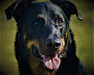 Beauceron Dog   history Beauceron is a long-standing herding breed that has been prevalent in northern France for centuries. The first mention of these dogs dates back to the 16th century (this is a 1578 manuscript written by monks). In fact, they were not only common in the de Bos area, although the development of the breed is related to it.  There is no reliable information about the origin of these dogs, however, it is believed that there are two versions. The first is that they originated naturally from wild wolves. In the course of evolution and domestication, the wild wolf became closer to man, and then crossed freely, and sometimes purposefully, with other breeds that got to the region together with traders.  Another version tells us that it may be the descendants of an ancient peat dog that is now extinct. In any case, the ancestors of modern Beauceron existed in France for a long time, and subsequently, as it was believed and considered by many until now, of them came not only the Beauceron but also long-haired Shepherd Briar. Although the opinion about the direct kinship of these two breeds is many disputed, given their obvious differences, on the other hand, there are some similar features, and one of the most characteristic - arrived fingers with claws.  Throughout the famous history of its existence, these dogs have mainly served as grazing, featuring amazing endurance, intelligence, and the ability to manage large herds. Two or three dogs could cope with a couple of hundred head of cattle, without problems moving with them for 60 kilometers or more per day. They not only ruled the cattle but also protected their wards from wolves and other animals, being fearless and courageous.  In addition, in many yards, they were used as universal dogs, which performed guard functions and generally helped their family with everything that was in their power. Including, accompanying the owner to the hunt, although strictly speaking it is not a hunting dog. Despite such a long life history with man and clearly expressed features of the breed, the official recognition of The Beauceron was received only in the 19th century.  Abbot Rozier in 1809 wrote an article about the shepherdess of France, where he clearly pointed out the differences and used the terms Berger de Brie and Berger de Because. The latter are the dogs that are called Beauceron today. In 1863, the breed received official status. Today, these animals number about 7000 in the world, which is quite a bit. Despite its small size, the breed is known not only in its homeland but all over the world due to the fact that it was used as a basis for the creation of Doberman-pinchers.    Characteristics of the breed popularity                                                           05/10  training                                                                05/10  size                                                                        07/10  mind                                                                     05/10  protection                                                          06/10  Relationships with children                         10/10  Dexterity                                                             08/10     Breed information country  France  lifetime  10-13 years old  height  Males: 66-71 cm Bitches: 63-66 cm  weight  Males: 32-45 kg Suki: 30-39 kg  Longwool  Short  Color  black with red-brown under sallies, pure black  price  800 - 2200 $      description Beauceron is a large dog up to 70 cm tall and weighing about 50 kg. However, these dogs cannot be called smooth-haired in the full sense. The physique is muscular, and strong, the breast is voluminous, wide, and limbs of medium length. The ears are standing; the tail is slightly longer than the average. The color is black with red-brown underlies and pure black.     personality The breed of dog Beauceron is a very devoted and good friend, who will easily go with his owner at least to the end of the world. And it is not yet known which of them will get tired faster, as the endurance and strength of these animals have evolved for hundreds of years. They have a high level of energy and need long walks, and they are quite difficult to tire.  It is preferable for a dog to live on the street than in a city apartment. This is due to the genetic predisposition because it is still a shepherd dog, which spent hundreds of years on the vast expanses and pastures of France. The Beauceron breed is friendly but prone to stubbornness and self-reliance. This is also due to the past of the shepherd dog. But this does not mean that life with this pet will be a continuous struggle for you - it is not. With stubbornness it is quite possible to work, the main thing is not to try to over there and break the animal.  Beauceron is a great watchdog, and this quality is developed naturally. He is vigilant, distrustful of strangers who try to infiltrate the territory protected by him, responsible, and fearless. It is impossible to bribe and extremely difficult to deceive because the intelligence of these dogs is at its height.  However, it is thanks to intelligence that the dog, so to speak, never hasty conclusions, and if the owner calms the animal, and demonstrates the location to the stranger, the dog follows his reaction. The dense coat, which can withstand not only cold but also rain, is ideal for spending on the street all year round. Even a cold winter will not be an obstacle.  Despite their large physique they mature and develop for a long time. Full maturation at the physical and mental level occurs up to three years, but these dogs live long - up to 15 years. Children are well received, with great kindness and responsiveness, especially if it is a child from their family. However, you should teach your child the correct treatment of the animal, and if he is under five years, along with the dog for a long time it is better not to leave - just in case.  In any case, to his loved ones properly bred dog breed Beauceron treats with great love, devotion and affection, it is a wonderful friend for the whole family. By the way, these dogs normally perceive solitude for some time, provided that they have the opportunity to realize their energy. Otherwise, the character can become destructive. And when you return home one day you may expect a catastrophic mess.     teaching The Beauceron breed has a developed intellect and understands people well, but, as we mentioned, matures for a long time, and therefore you have to be tuned to the long learning process. After all, the character of the dog will change also, for a long time, and the full assimilation of commands will take some time.  Accordingly, patience you will also need twice as much, and forbid you to be the irritable, angry, and rude master. This education will not only stop but also give the exact opposite effect, because the dog will be closed, stubborn, and will purposefully act in its own way. It is better to conquer the location of the animal with love, affection, kindness, and wisdom.  In the process of training be consistent, keep the mode, make classes interesting and active, and do not let the dog get bored. Encouraging in various forms and a positive attitude is the key to success. By the way, in the first two years it is recommended to do a few short workouts (up to 20 minutes) during the day, and gradually increase the duration. This gives the best effect in remembering commands. Also, be sure to use commands in everyday life and keep in close contact with the pet.     care The Beauceron breed needs to comb the wool at least once a week, but better - 2. Bathing the dog is also required at least once a week, cut the claws three times a month. Eyes are cleaned daily or as needed, and ears clean 2 to 3 times a week.     Common diseases Beauceron is a healthy breed that rarely needs a veterinarian visit. However, these dogs may have hip dysplasia, including hereditary type.