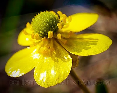 Sagebrush buttercup (c) John Ashley