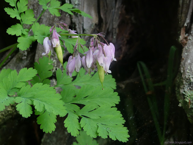 bleeding hearts