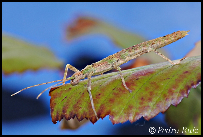 Ninfa hembra L2 de Eurycantha calcarata, 3,5 cm de longitud