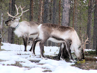 Canada reindeer