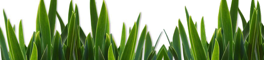 Lawn Turf Suppliers,Turf Sydney,Turf Farm
