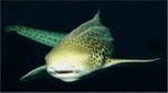 Indo-Pacifique requin zèbre