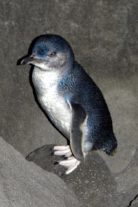 Just another shot of Wilson, our penguin.