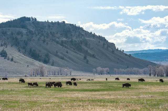 Bison Herd near Uhl Hill and Elk Ranch Flats at Grand Tetons National Park Wyoming