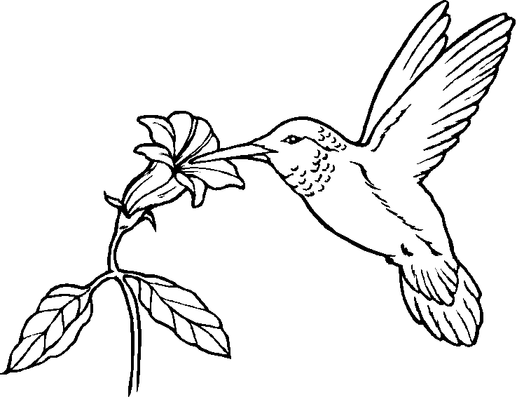 flower coloring pages