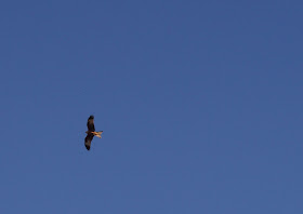 red kite in Norfolk