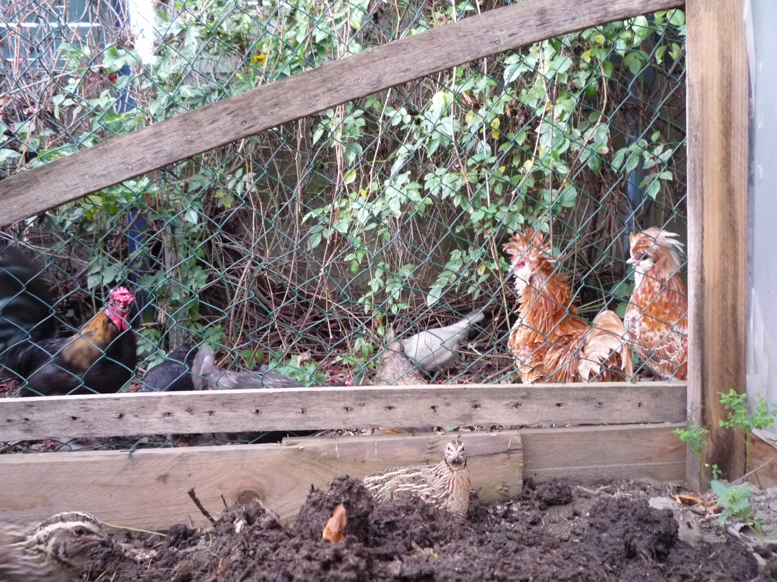Hen Teaches Quail Chicks To Forage And How We Free Range Them