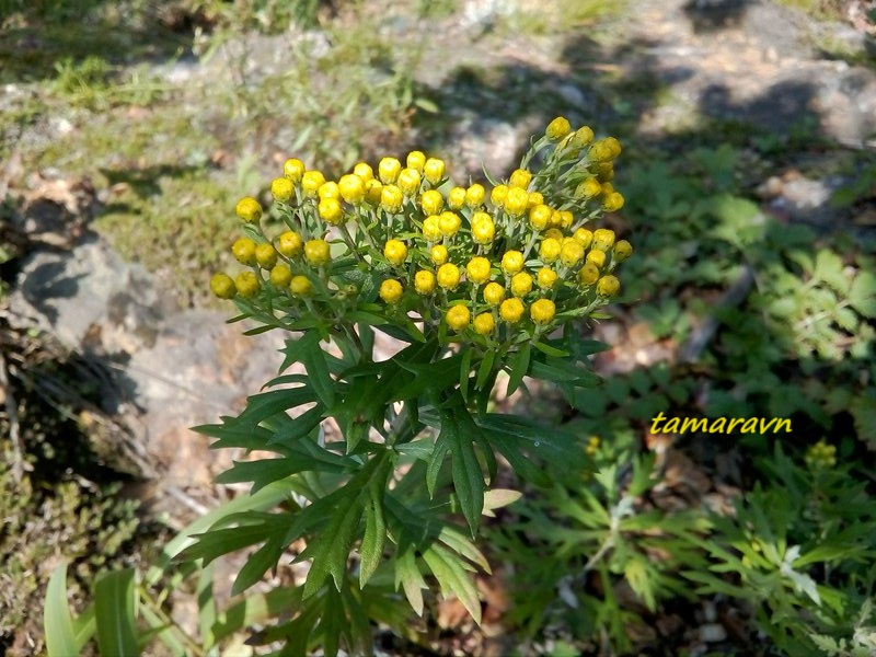 Аяния Палласа (Ajania pallasiana)