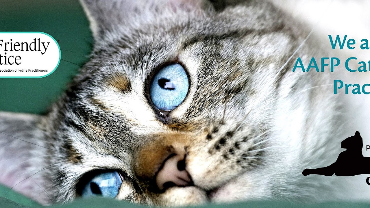 Cat Friendly Veterinary Practice