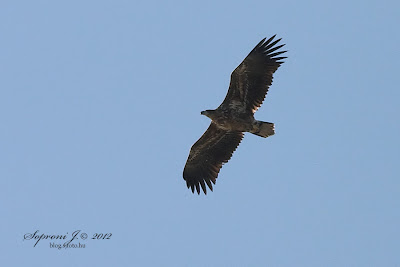 Rétisas (Haliaeetus albicilla)