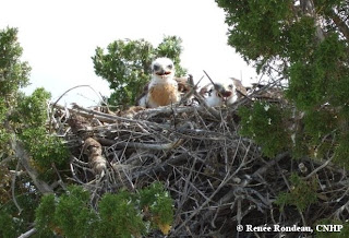 Red-tailed hawk chicks