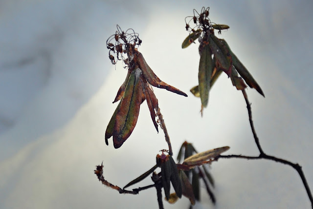 Labrador Tea,  Rhododendron  groenlandicum,  Ledum groenlandicum,  Hudson's Bay Tea, foraging, wild tea, cohan magazine