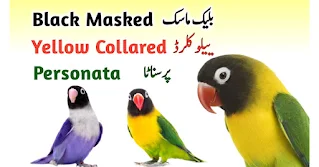 Personata, Block Masked or Yellow Collared LoveBirds