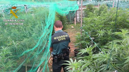 Detenido un vecino de Barro de 48 años que tenía una plantación de marihuana