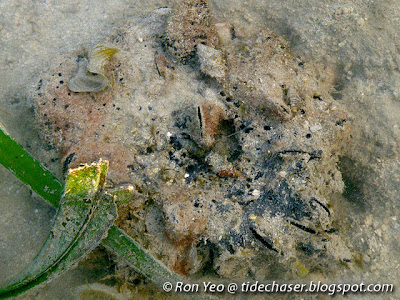 Sponge Finger Oyster (Vulsella vulsella)