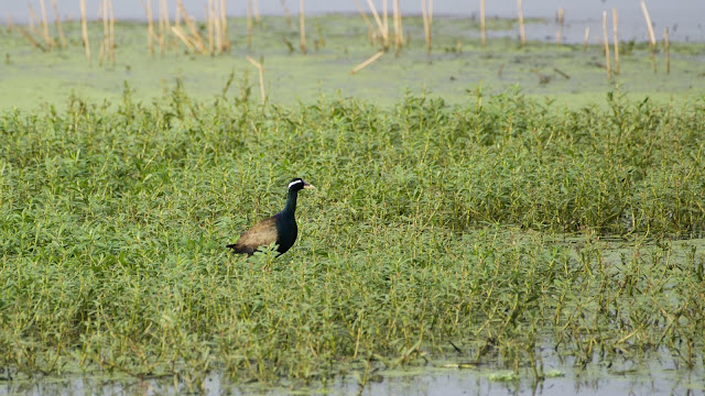 Bronze-winged Jacana (कटोई, पीपी) - Metopidius indicus