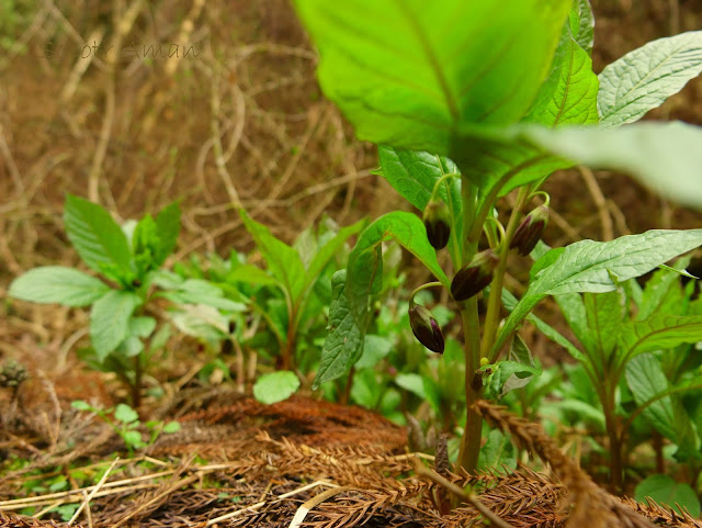 Scopolia japonica