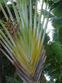 Ravenala madagascariensis - Arbre du voyageur - Ravenale