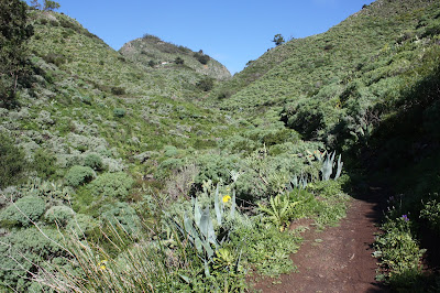 PR-TF-2 + PR-TF-2.1 + PR-TF-9 VALLESECO A AFUR, sendero en dirección a las Casas de La Fortaleza en el Barranco de Valleseco