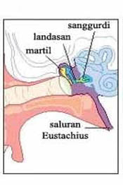 Bagian Bagian Telinga dan Fungsinya beserta Gambar Ilustrasi