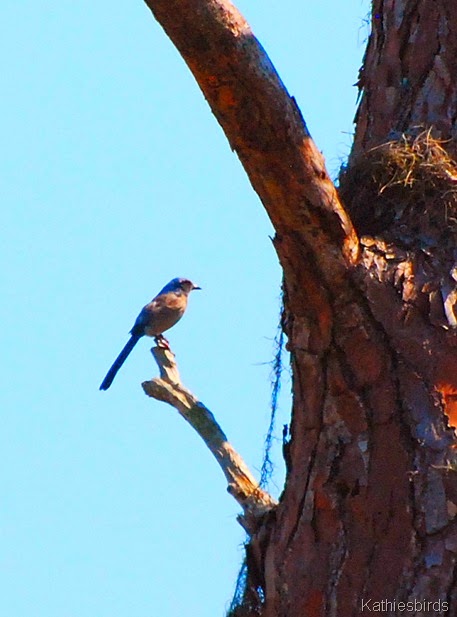 13. fl scrub jay-kab