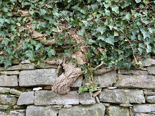 An ivy plant spouts from a wall on Lo Scorlazzone - a hill climb to San Vigilio.