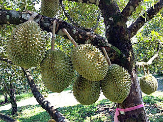 budidaya durian