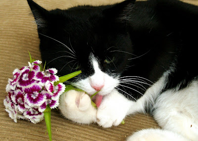 Artemis chewing sweet William... by Dr. Hemmert from flickr (CC-ND)