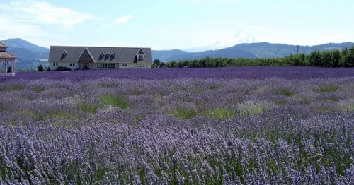 Keindahan Bunga Lavender