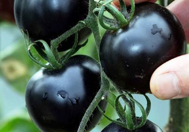  Black tomatoes able to fight with cancer.