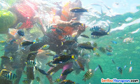 spot snorkeling pulau putri di paket wisata pulau harapan kepulauan seribu utara jakarta