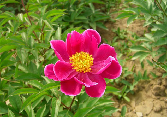 Peony Flowers Pictures