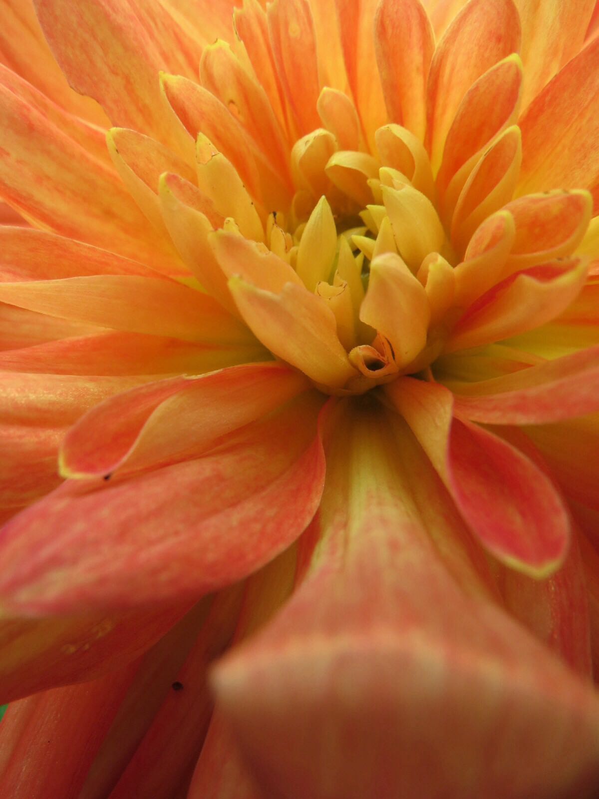 BloggerImage