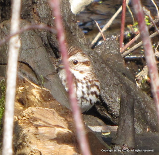 Song Sparrow