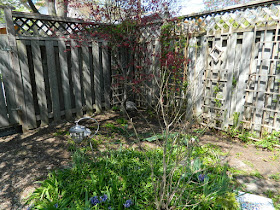 Riverdale Backyard Spring Cleanup After by Paul Jung Gardening Services a Toronto Gardening Company